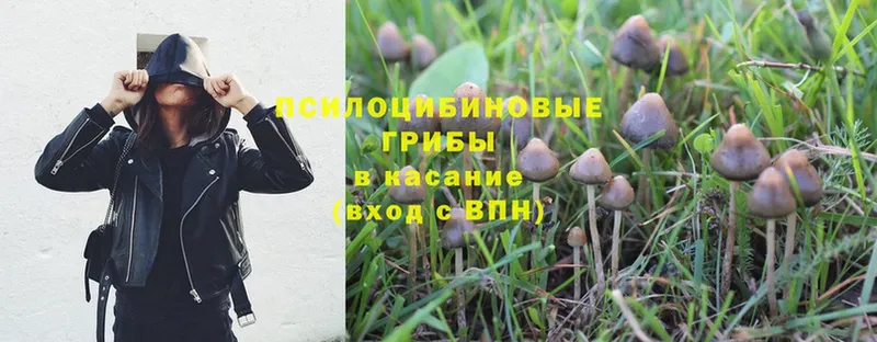 Псилоцибиновые грибы Psilocybine cubensis Ртищево